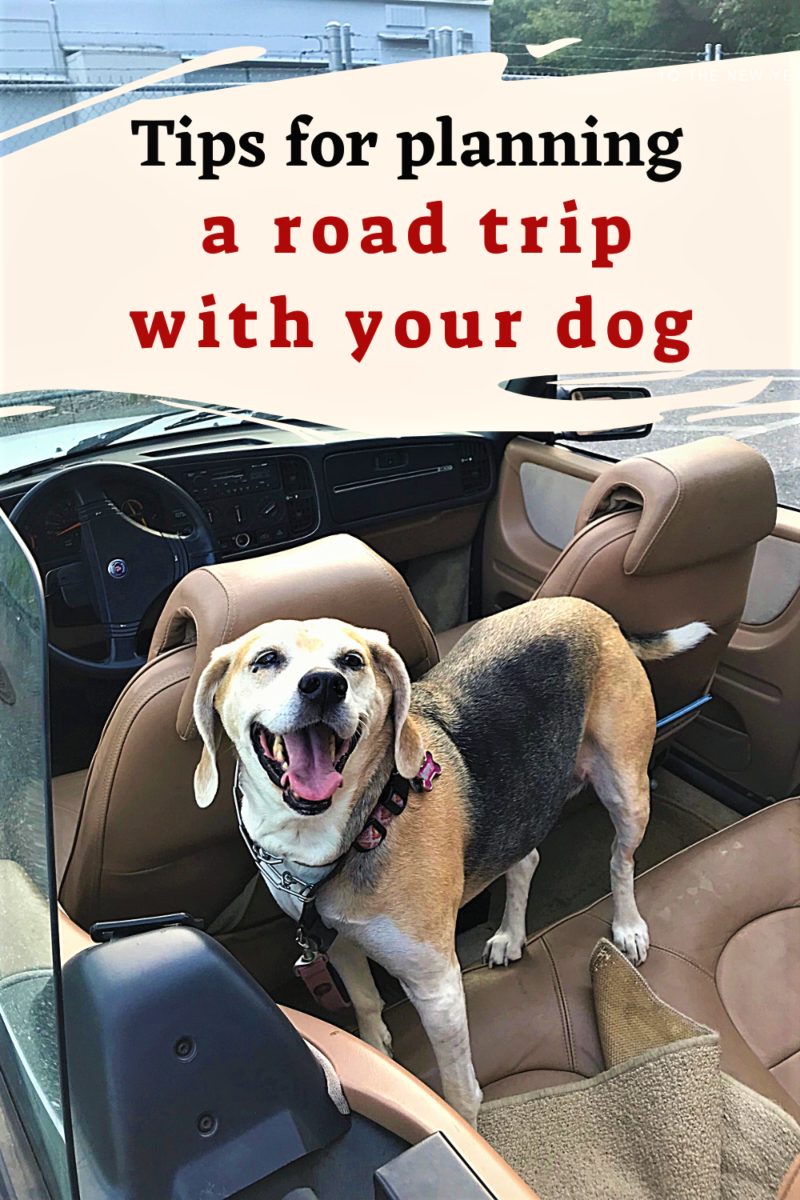 Tips For A Great Road Trip With A Dog - Traveling With Aga