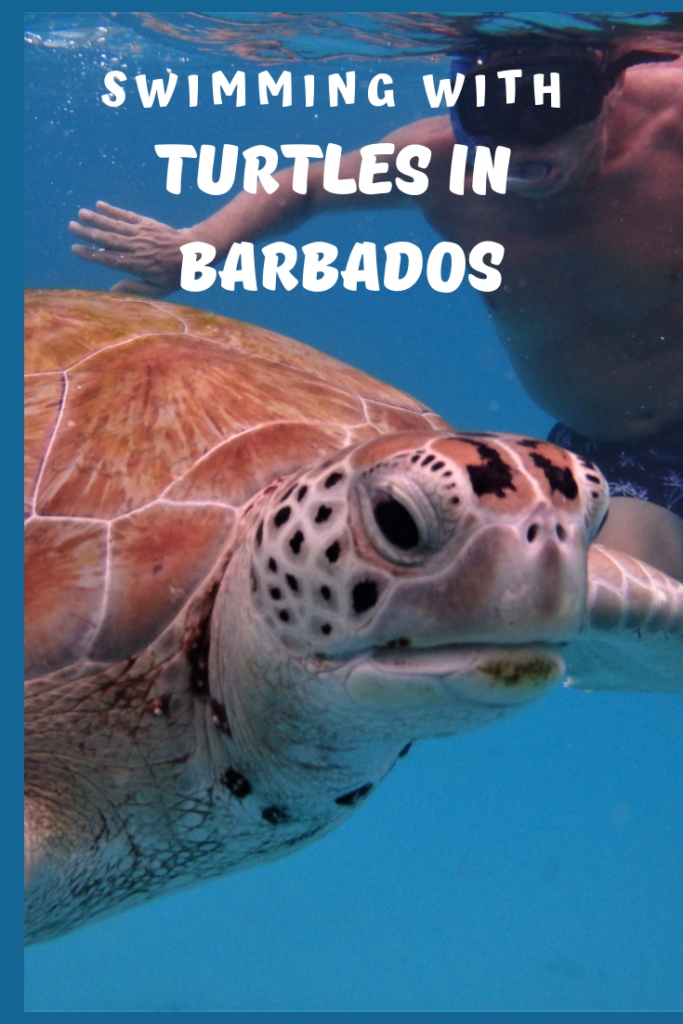 Swimming with turtles in Barbados - Traveling with Aga